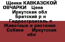 Щенки КАВКАЗСКОЙ ОВЧАРКИ › Цена ­ 4 000 - Иркутская обл., Братский р-н, Гидростроитель п. Животные и растения » Собаки   . Иркутская обл.